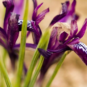 Iris 'J.S. Dijt', Dwarf Iris 'J.S. Dijt', Iris reticulata 'J.S. Dijt', Iris reticulata, Dwarf iris, Early spring Iris,Purple flowers, Purple iris